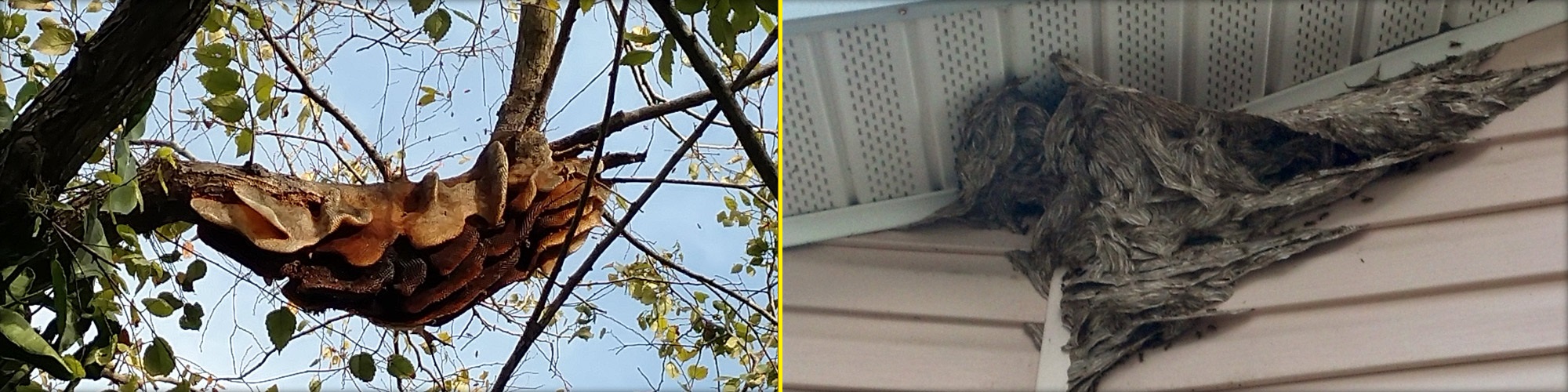 Pest Services in Clearwater, Florida