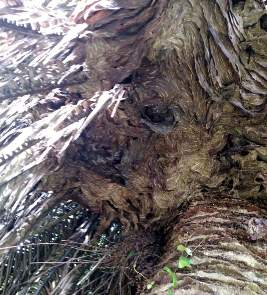 Hornet Removal Bartow