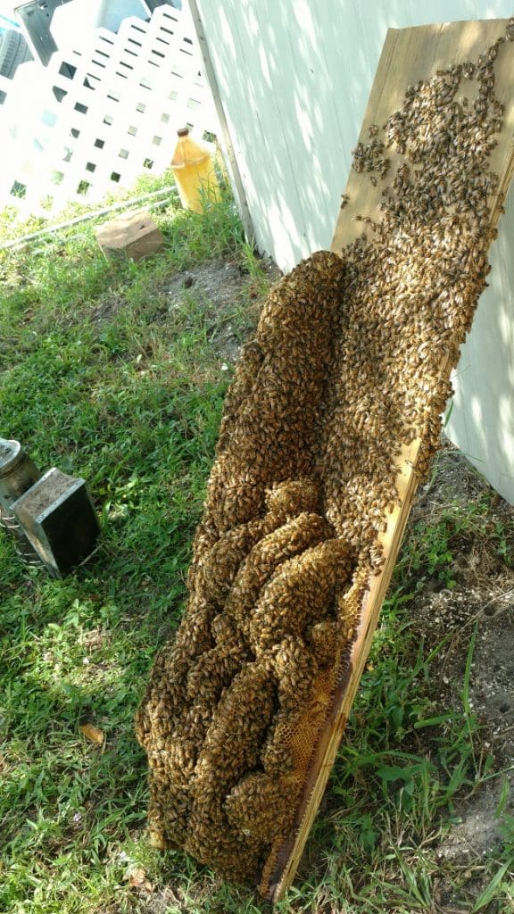 Bee Removal Tampa