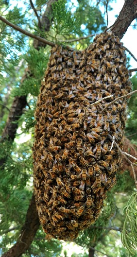 Bee Removal Sun City Center