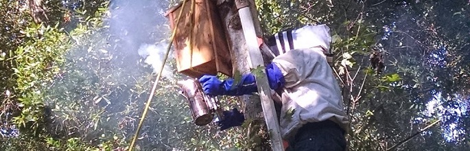 Bee Removal Lakeland