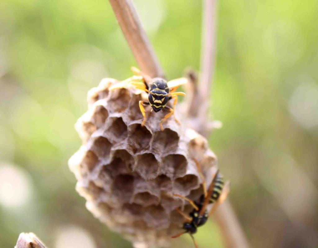 wasp removal tampa
