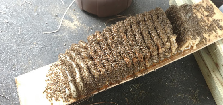 Bee removal Lakeland