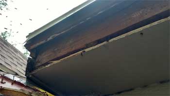 Wasp Removal & Bee Relocation Services