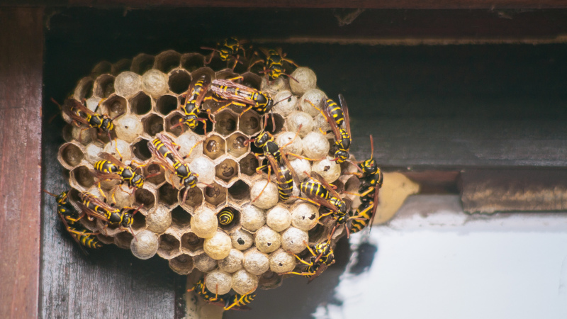 BeeMan Stan is highly experienced with yellow jacket removal