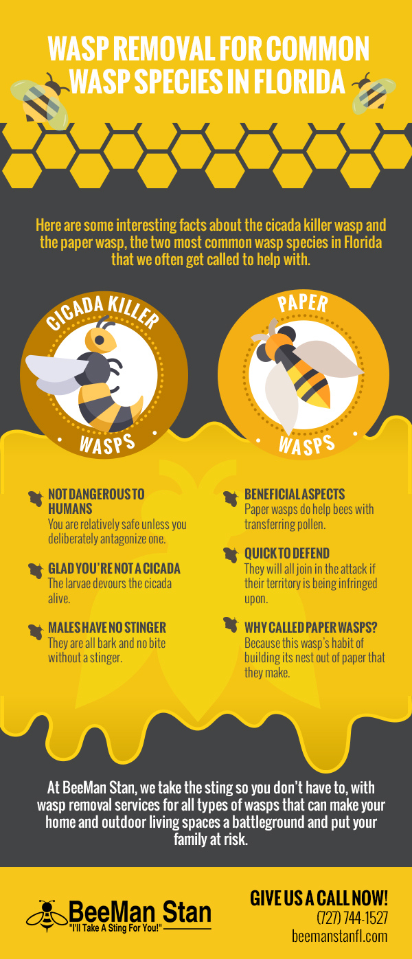 Wasp Removal for Common Wasp Species in Florida [infographic]