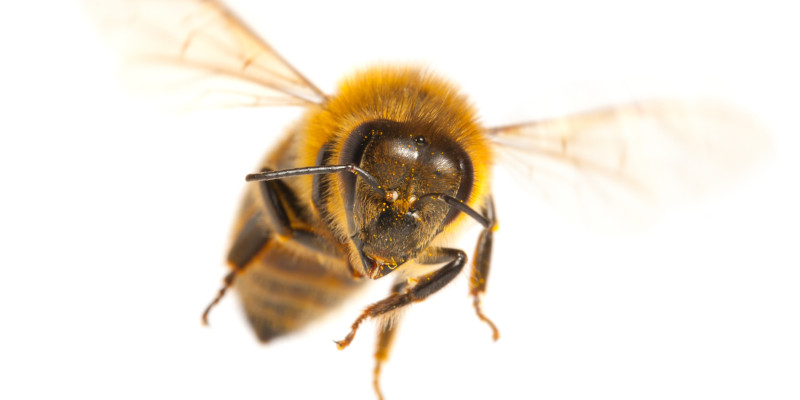 Got a Bee Problem? Start Here.