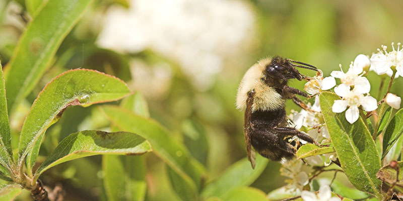 Reasons to Trust Professionals for Pest Services