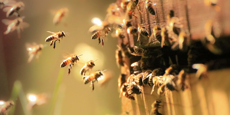 How to Prevent Your Property From Having a Bee Problem