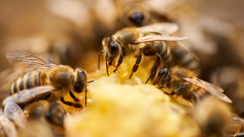 Pest Services: When to Call for Help