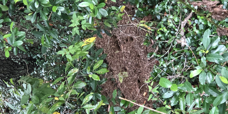 Keep Your Yard Safe with Effective Yellow Jacket Removal