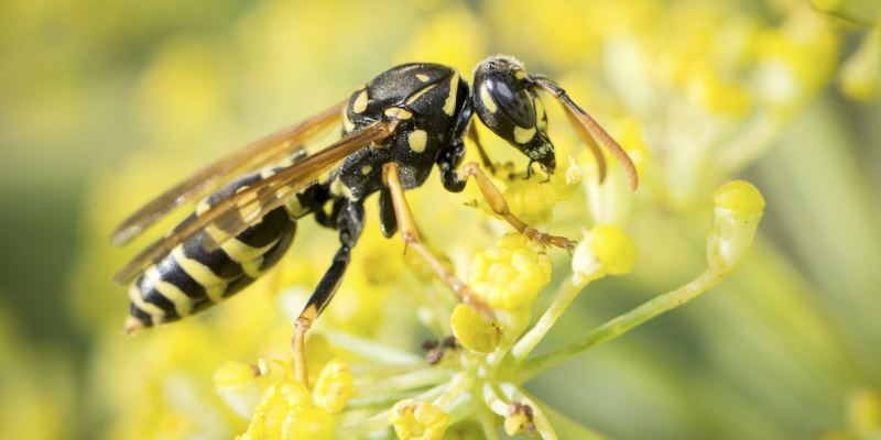 What You Should Know About Yellow Jacket Removal