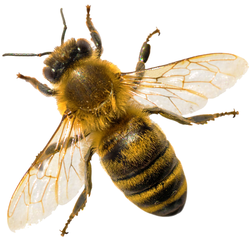 Why Choose BeeMan Stan?