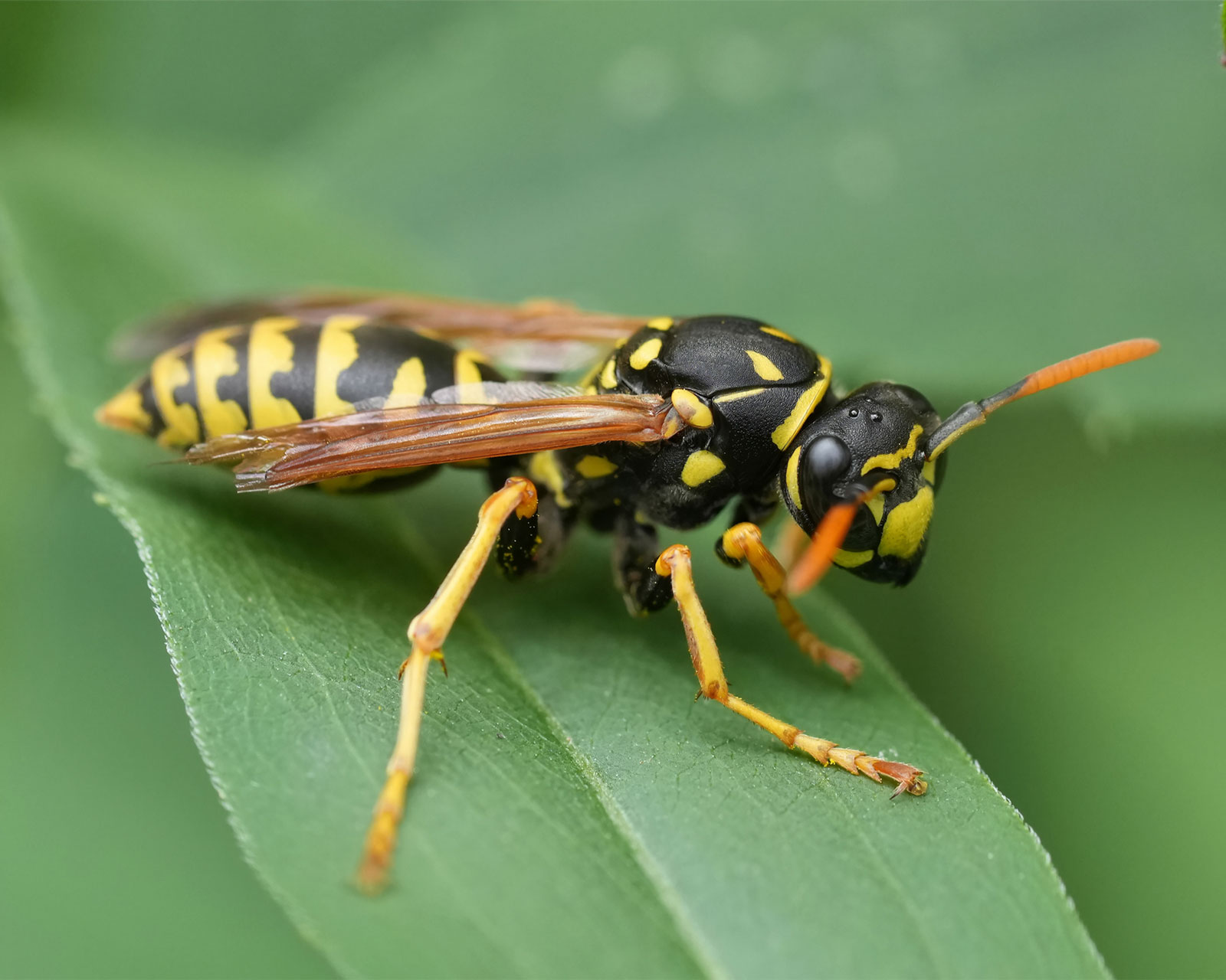 Yellow Jacket Removal